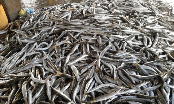 jaffna-fish01