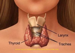 thyroid-2