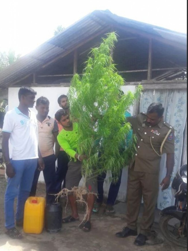 முதன் முறையாக சிக்கிய மிக உயரமான கஞ்சா செடி : இதன் பின்னணியில் செயற்படுபவர்கள் யார்?