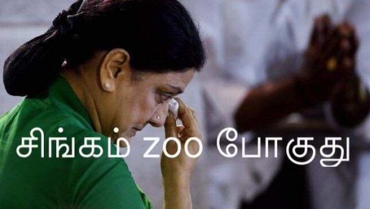 சிங்கம் zoo போகுது..! வைரலாகும் புகைப்படங்கள்..