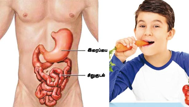 நமது உடலில் வயிறு செய்யும் வேலைகள்