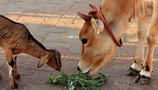 அமாவாசையில் பசுமாட்டுக்கு அகத்தி கீரை