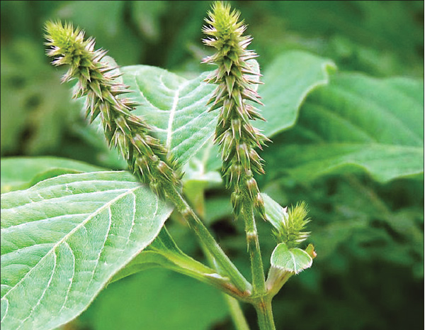 அதிகம் பகிருங்கள் உடல் எடையை விரைவில் குறைக்கும் அற்புத மருத்துவம் நாயுருவி