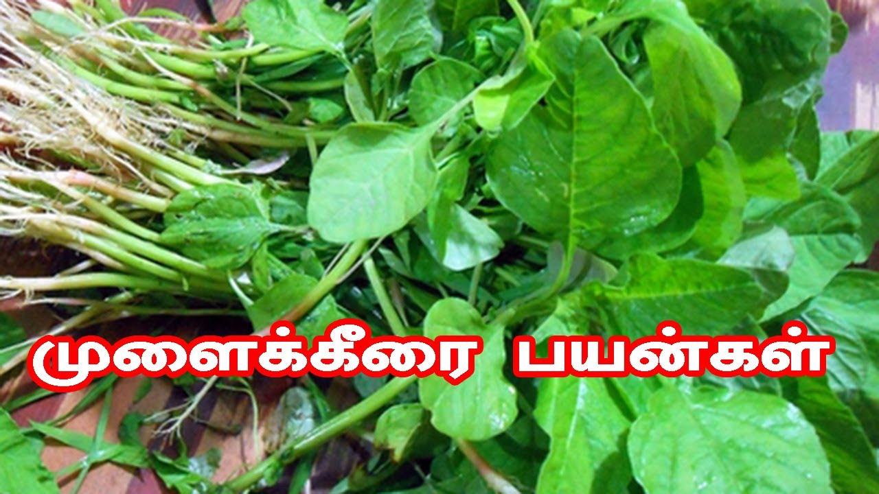 ஏன் சனிக்கிமைகளில் கட்டாயம் முளைக்கீரை சாப்பிடணும்?