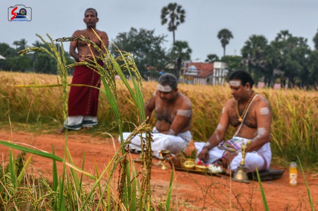 284ஆவது ஆண்டாக கொண்டாடப்பட்ட நல்லூர் கந்தனில் நெற்புதிர் அறுவடை விழா!!