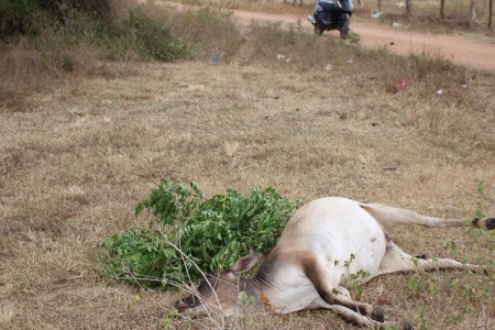 வவுனியாவில் அதிர்ச்சி தண்ணீரில் விஷம் மாடுகள் கொலை