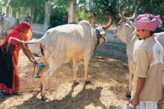 மாட்டின் பாலை விட மூத்திரத்திற்கு போட்டி போடும் பெண்கள்!...என் தெரியுமா?