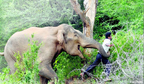 காட்டு யானை தாக்கி விவசாயி ஒருவர் பலி - ஊர் மக்கள் சோகம்