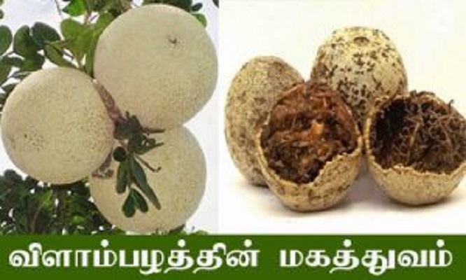 விளாம்பழத்தின் மருத்துவ குணங்கள் உங்களுக்கு தெரியுமா? | www.theevakam.com