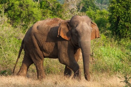 மட்டக்களப்பு, கோப்பாவெளி பகுதியில் யானை தாக்கி இளைஞர் ஒருவர் உயிரிழந்துள்ளார்!