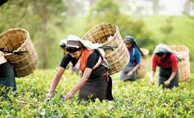 தோட்டத் தொழிலாளர்களின் சம்பள அதிகரிப்பு - இன்று பேச்சுவார்த்தை!