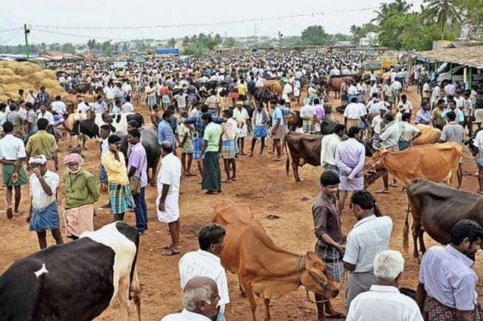 கால்நடைச் சந்தைகள் திறப்பு!