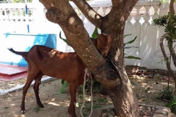 திருடிக்கொண்டு சென்ற ஆடு ஒன்றை விற்பனை செய்வதற்காக முகநூலில் விளம்பரம் செய்தவருர் கைது..!