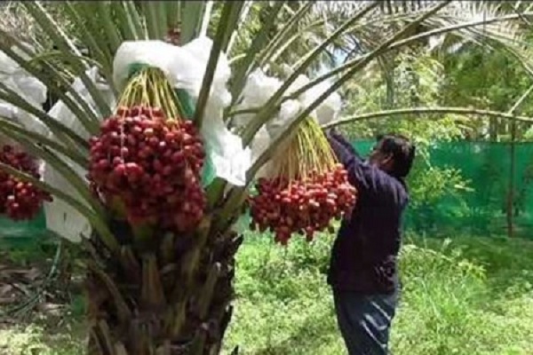 யாழ் வடமராட்சியில் அழிக்கப்படும் 25 ஏக்கர் காணி!