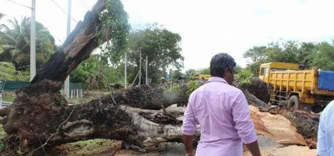 மதவாச்சி பிரதான வீதியில் சரிந்து விழுந்த பாரிய மரத்தால் வீதியில் தவித்த சாரதிகள்!