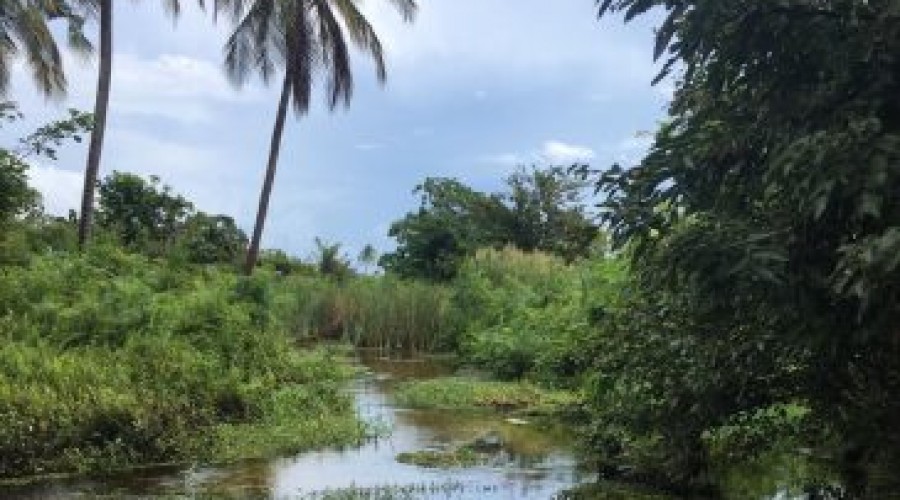 மட்டக்களப்பு ஏறாவூர் களுவங்கேனி நீரோடையில் பெண்ணின் சடலம் கண்டெடுப்பு