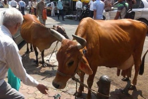 மாடு அறுப்பதற்கு தடை உத்தரவு..!!