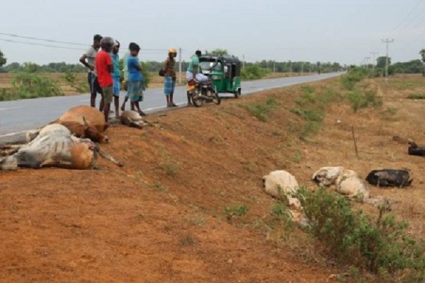 வாகனம் மோதியதில் 18 மாடுகள் பரிதாப பலி! எங்கு தெரியுமா ???