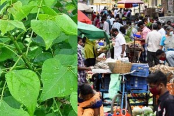 கொரோனாவுக்கு மருந்தாக மக்கள் தேடி தேடி வாங்கும் இலை..!!