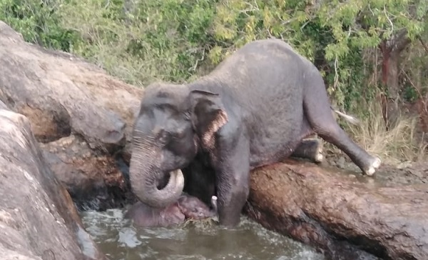 வனப்பகுதியில் நீர் அகழியில் விழுந்த குட்டியை மீட்க போராடிய தாய் யானை!