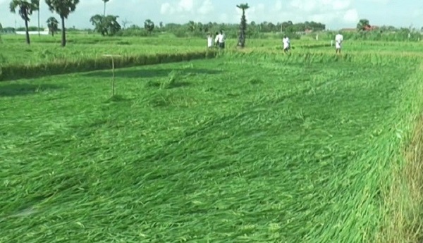 மழையால் பாதிக்கப்பட்ட பயிர்களை மத்திய குழுவினர் இன்று ஆய்வு..!!