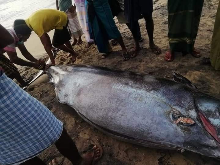 இன்று மீனவருக்கு அடித்த அதிஷ்டம்