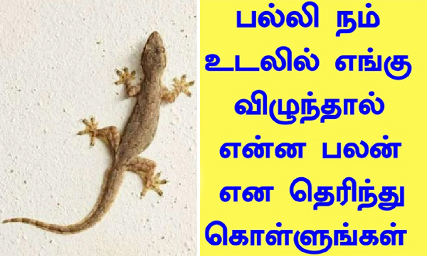 பல்லி விழும் பலன்கள்