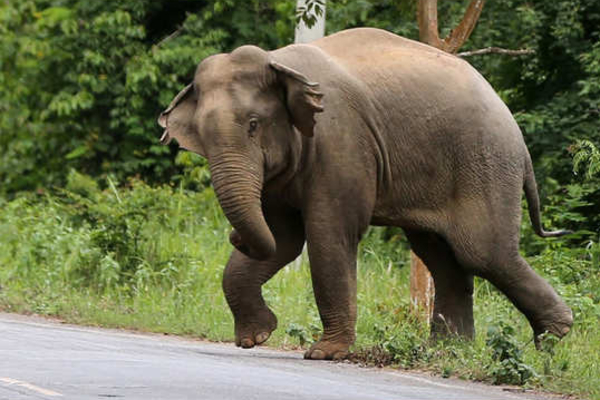 திருகோணமலையில் காட்டு யானை தாக்கி ஒருவர் உயிரிழப்பு