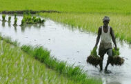 இலங்கையில் தீவிர உணவு பாதுகாப்பின்மைக்கு உள்ளாகியுள்ள 1 இலட்சம் மக்கள்