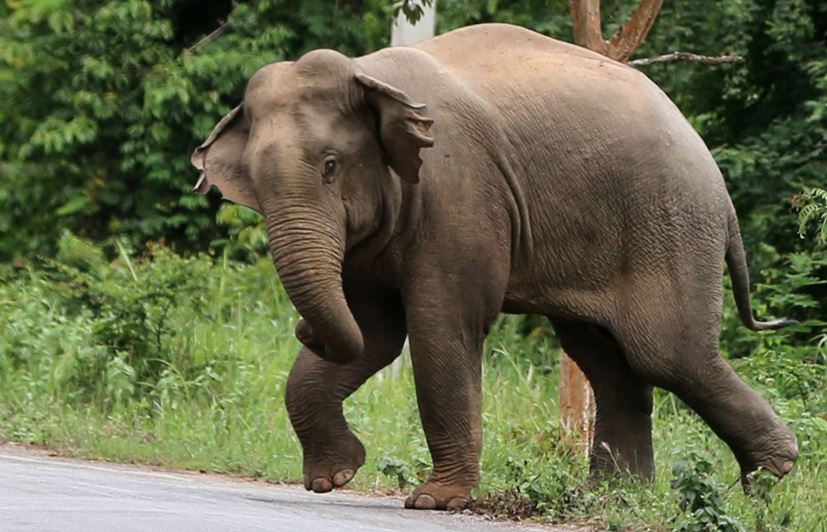 முல்லைத்தீவில் தொடருந்தில் மோதி யானை உயிரிழப்பு