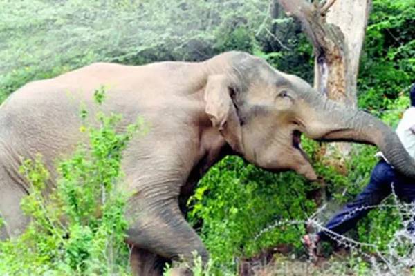 முல்லைத்தீவில் காட்டுயானை தாக்குதலில் குடும்பஸ்தர் படுகாயம்!