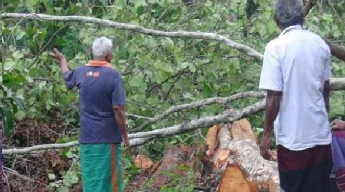 மரம் விழுந்ததில் ஓய்வு பெற்ற தபால் அதிபர் மரணம்