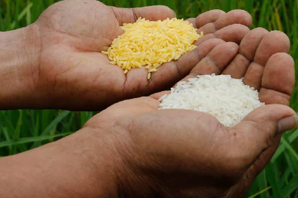 உயிர் காக்கும் Golden Rice சாகுபடிக்கு நீதிமன்றம் தடை: எச்சரிக்கும் விஞ்ஞானிகள்